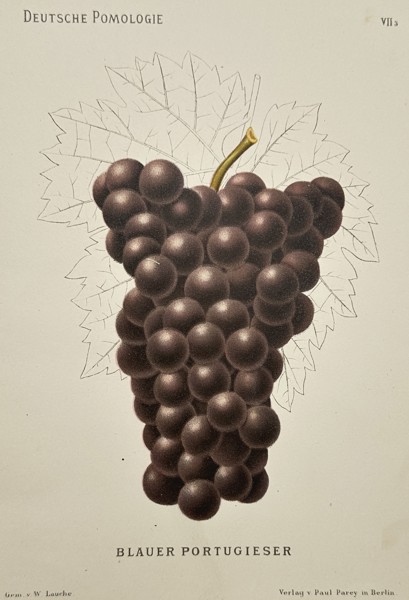 Wilhelm Lauche (1827–1883) – Blauer Portugieser Grape – Lithograph (Hand-coloured) (1882)