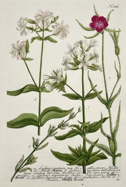 Johann Wilhelm Weinmann (1683–1741) – Lychnis and Saponaria Species – Etching (Hand-coloured) (1742)