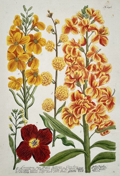 Johann Wilhelm Weinmann (1683–1741) – Wallflower and Stock Species – Etching (Hand-coloured) (1742)