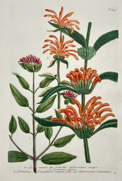 Johann Wilhelm Weinmann (1683–1741) – Leonurus and Sideritis Species – Etching (Hand-coloured) (1742)