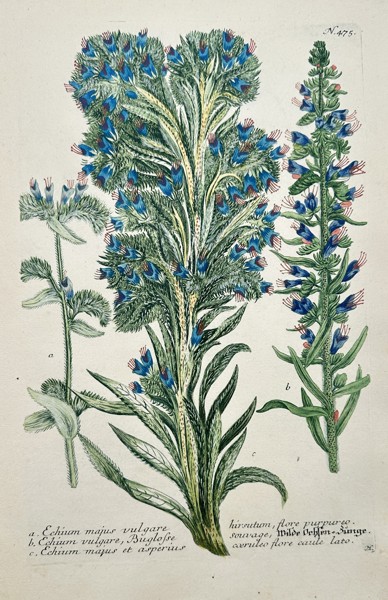 Johann Wilhelm Weinmann (1683–1741) – Echium Species – Etching (Hand-coloured) (1742)