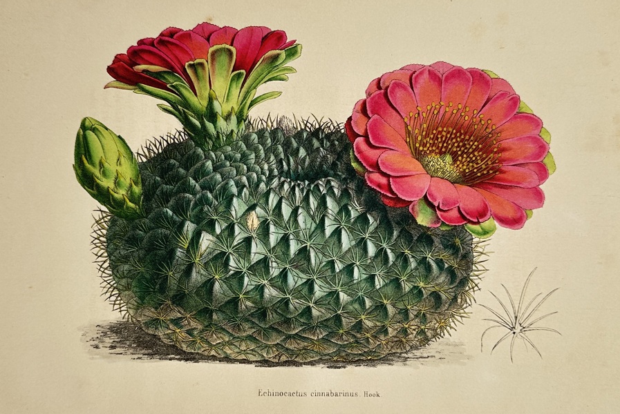 Walter Hood Fitch (1817–1892) – Echinocactus cinnabarinus – Hand-coloured lithograph (1850)