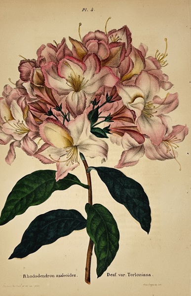 Walter Hood Fitch (1817–1892) – View of Rhododendron azaloides – Hand-coloured lithograph (1848)