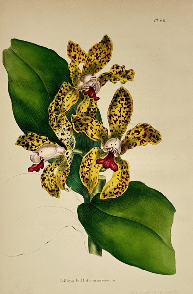 Walter Hood Fitch (1817–1892) – View of Cattleya guttata – Hand-coloured lithograph (1850)