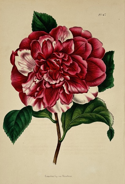 Walter Hood Fitch (1817–1892) – View of Camellia japonica – Hand-coloured lithograph (1846)