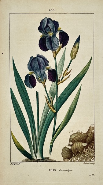 Pierre Jean François Turpin (1775–1840) – View of Iris germanique – Hand-coloured engraving (1806)