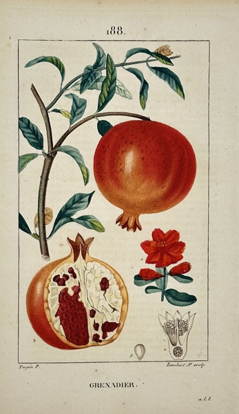 Pierre Jean François Turpin (1775–1840) – View of Grenadier – Hand-coloured engraving (1806)