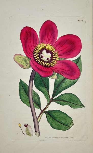 James Sowerby (1757–1822) – View of Paeonia humilis – Hand-coloured engraving (1812)