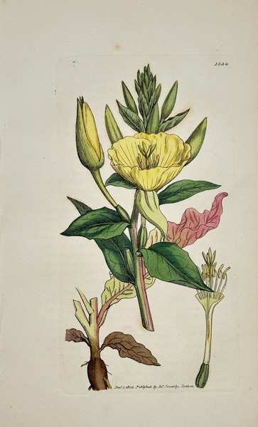 James Sowerby (1757–1822) – View of Oenothera biennis – Hand-coloured engraving (1805)