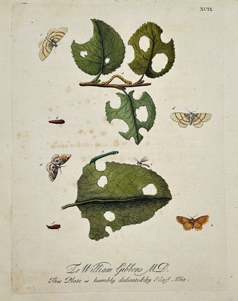 Eleazar Albin (active 1690–1742) – View of Moths and Caterpillars – Hand-coloured etching (1720)
