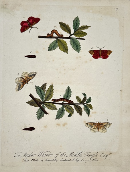 Eleazar Albin (active 1690–1742) – View of Moths and Caterpillars – Hand-coloured etching (1720)