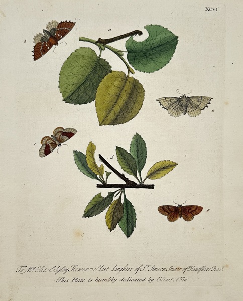 Eleazar Albin (active 1690–1742) – View of Moths and Caterpillars – Hand-coloured etching (1720)