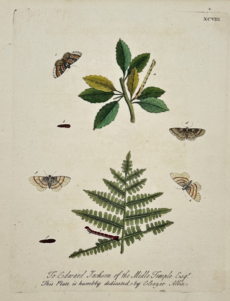 Eleazar Albin (active 1690–1742) – View of Moths and Caterpillars – Hand-coloured etching (1720)