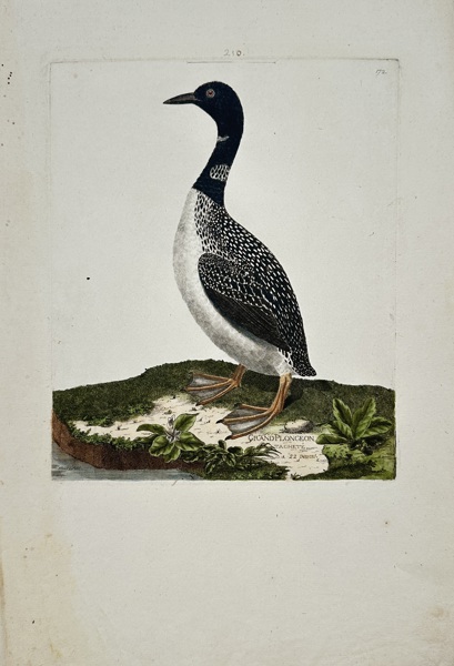 François-Nicolas Martinet (1731–1800) – View of Grand Plongeon Tacheté – Hand-coloured engraving (1780)