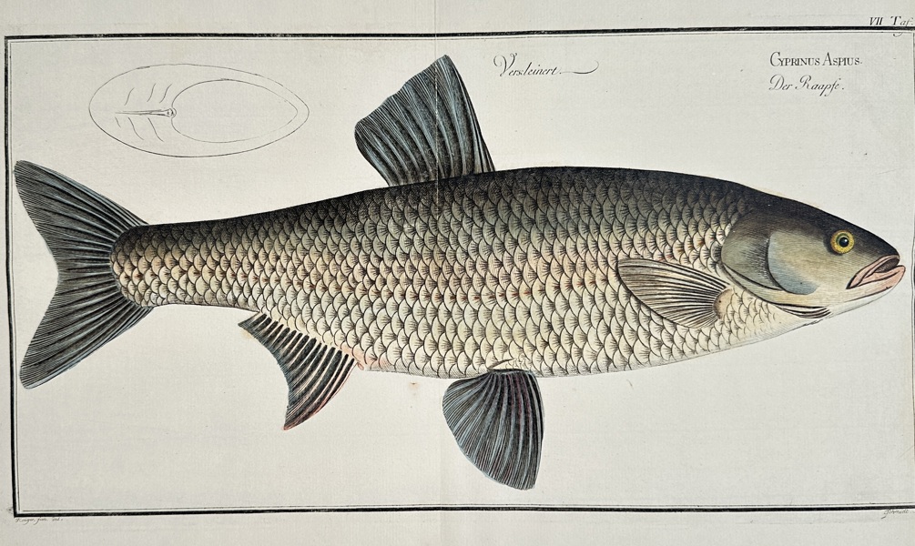 Marcus Elieser Bloch (1723–1799) – View of Cyprinus Aspius – Hand-coloured engraving (1782)