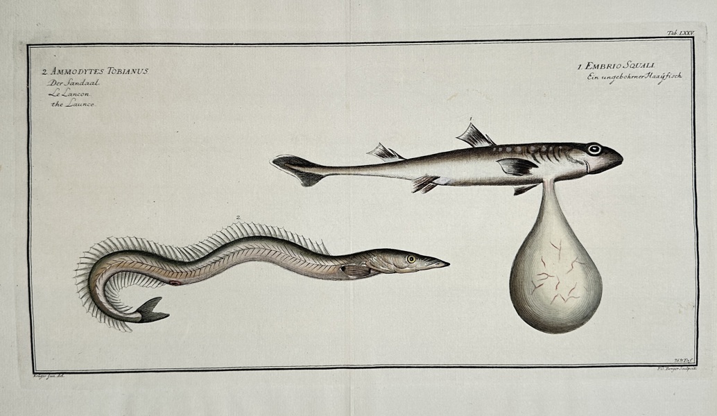Marcus Elieser Bloch (1723–1799) – View of Ammodytes Tobianus and Embryo Squali – Hand-coloured engraving (1782)