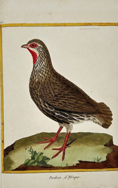 François-Nicolas Martinet (1731–1800) – View of Perdrix d'Afrique – Hand-coloured engraving (1780)