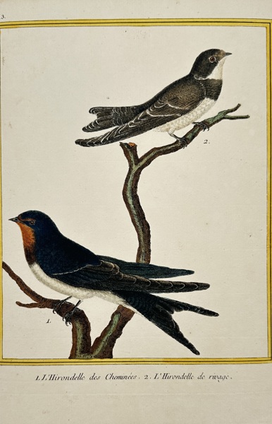 François-Nicolas Martinet (1731–1800) – View of L'Hirondelle des Cheminées and L'Hirondelle de rivage – Hand-coloured engraving (1780)