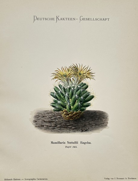 Julius Neumann (1844–1928) – View of Mamillaria Nuttallii – Chromolithograph (1910)