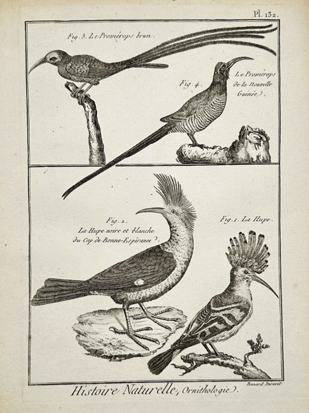 Robert Bénard (1734–1777) – View of Various Hoopoes and Promerops – Engraving (1768)