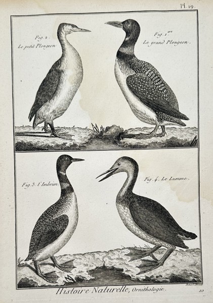 Robert Bénard (1734–1777) – View of Divers and Auks – Engraving (1768)