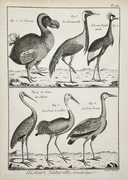 Robert Bénard (1734–1777) – View of the Dodo and Various Cranes – Engraving (1768)