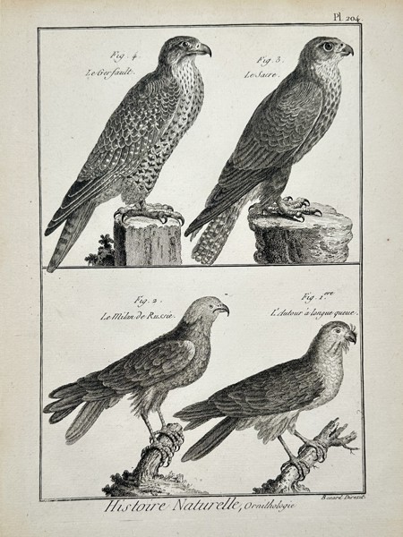 Robert Bénard (1734–1777) – View of Birds of Prey – Engraving (1768)