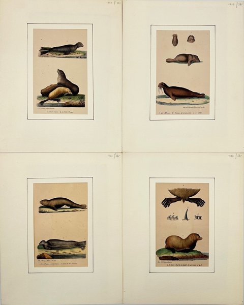 Louis-François Lejeune (1775-1848) - Set of 4 Mammal Prints - Le Morse - Le Petit Phoque - Le Lion marin