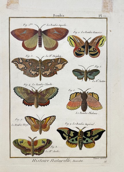 Robert Benard / Pietro Scattaglia - Hand-coloured Butterfly Print - Bombix - Entomologie