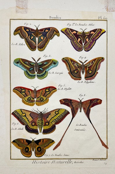 Robert Benard / Pietro Scattaglia - Hand-coloured Butterfly Print - Entomologie - Bombix