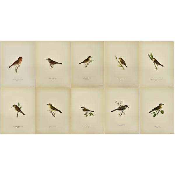 Von Wright brothers - Set of 10 Bird Prints - Rosefinch - Dunnock - Grasshopper Warbler - Sedge Warbler - Reed Warbler - Savi's Warbler - Iberian Figbird - Lesser Whitethroat - Barred Warbler 