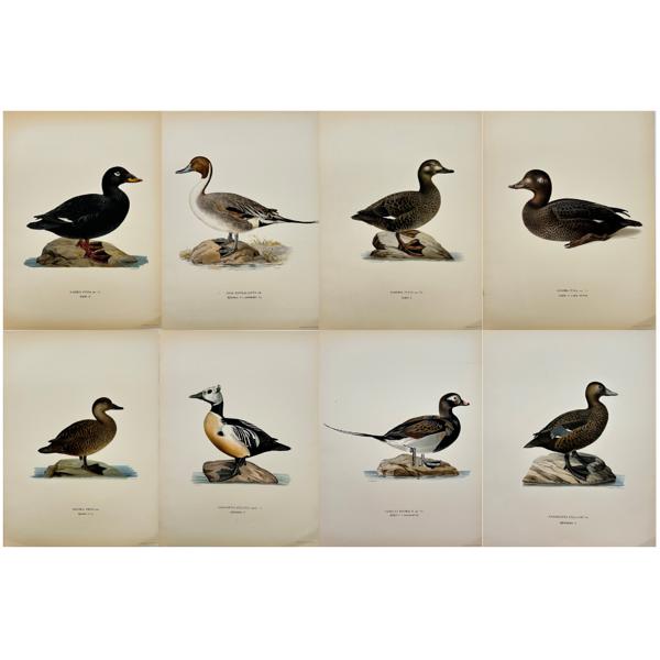 Von Wright brothers - Set of 8 Bird Prints - White-winged Scoter - Oldsquaw Duck - Long-tailed Duck - Oidemia Nigra - White-winged Scoter - Northern Pintail