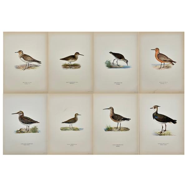 Von Wright brothers - Set of 8 Bird Prints - Jack snipe - Sanderling - Broad-billed sandpiper - Temminck's stint - Curlew sandpiper - Red knot - 