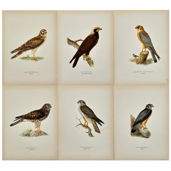 Von Wright brothers - Set of 6 Bird Prints - Falco Aesalon - Red-footed Falcon - Western marsh harrier - Circus Cyaneus - Circus Macrourus