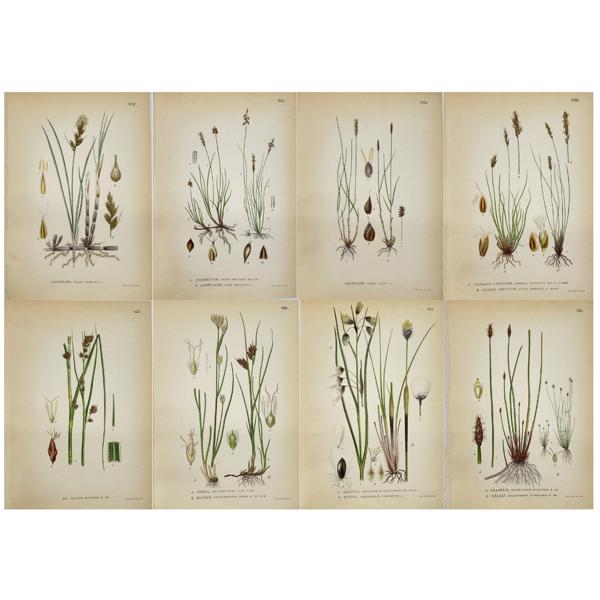 Carl Lindman (1856-1928), Nordens Flora - Set of 8 Botanical Prints - Blunt sedge - Dioecious sedge - Gladium Mariscus - White Beak Sedge - Common Cottongrass