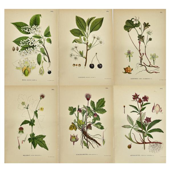 Carl Lindman (1856-1928), Nordens Flora - Set of 6 Botanical Prints - Wild Cherry - Cloudberry - Bird Cherry - Wood Avens - Hagg Prunus - Geum urbanum - Water avens - Marsh cinquefoil