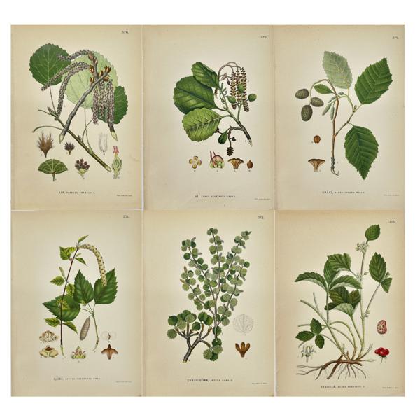 Carl Lindman (1856-1928), Nordens Flora - Set of 6 Botanical Prints - Populus tremula - Alnus glutinosa - Grey Alder - Warty Birch - Betula nana - Stone Bramble