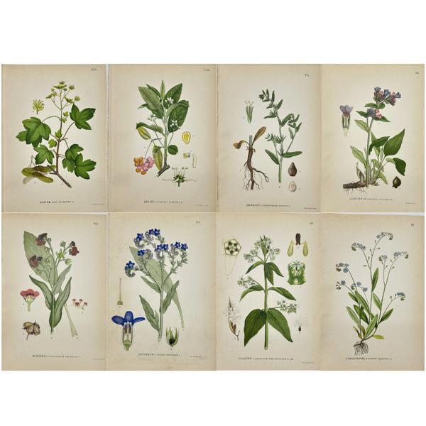 Carl Lindman (1856-1928), Nordens Flora - Set of 8 Botanical Prints - Myosotis palustris - Black swallow-wort  - Common bugloss - Lungwort - Field gromwell - European spindle - Field maple