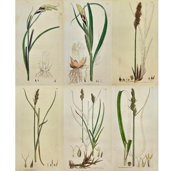 James Sowerby - Set of 6 Botanical Prints - Leffer Panicled Carex - Greater Tussock-sedge - Slender Sedge - Greater Pond Sedge