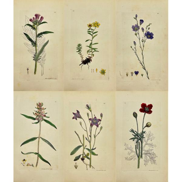 James Sowerby - Set of 6 Botanical Prints - Hybrid Poppy - Spreading Bellflower - Melampyrum Cristatum - Yellow Saxifrage - Yellow Saxifrage - Serratula Tinctoria