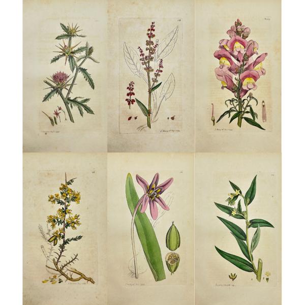 James Sowerby - Set of 6 Botanical Prints - Star Thistle - Common Snapdragon - Common Sorrel - Petty Whin - Autumn Crocus - Common Gromwell 