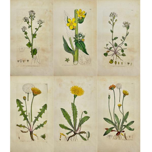 James Sowerby - Set of 6 Botanical Prints - Large-flowered Mullein - Common Scurvy-grafs - English Scurvy-grass - Marsh Dandelion - Rough Hedypnois - Deficient Hedypnois