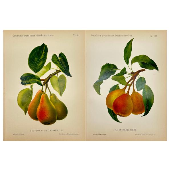 Nicolas Gaucher - Johann Georg Keller - Set of 2 Fruit Prints - Pears - Stuttgarter Gaishirtle - Juli Dechantsbirne