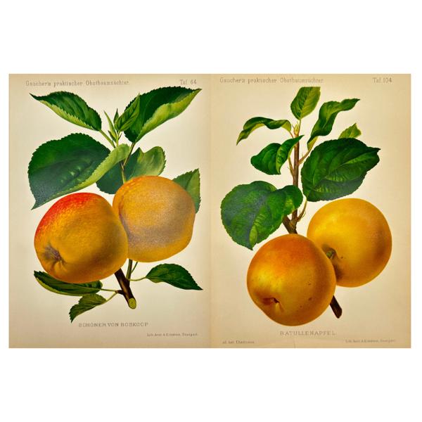 Nicolas Gaucher - Johann Georg Keller - Set of 2 Fruit Prints - Apples - Batullenapfel - Schöner von Boskoop