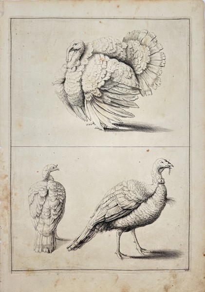 Frederick de Wit (1629-1706) - Antique Engraving - Turkey Bird - Meleagris Gallopavo