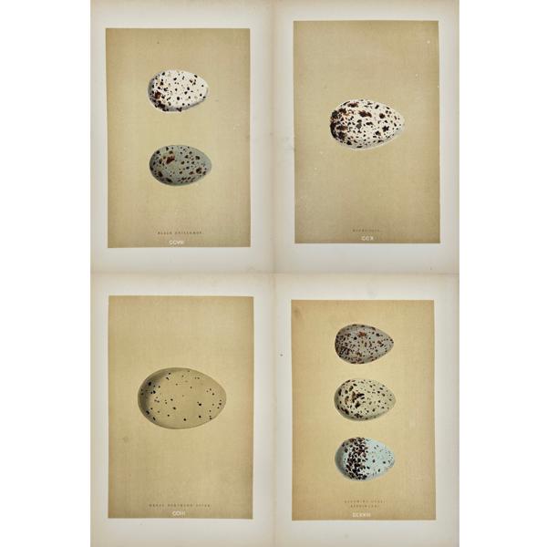 Francis Orpen Morris - Set of 4 Bird Egg Prints - Great Northern Diver - Laughing Gull - Black Guillemot - Razorbill 