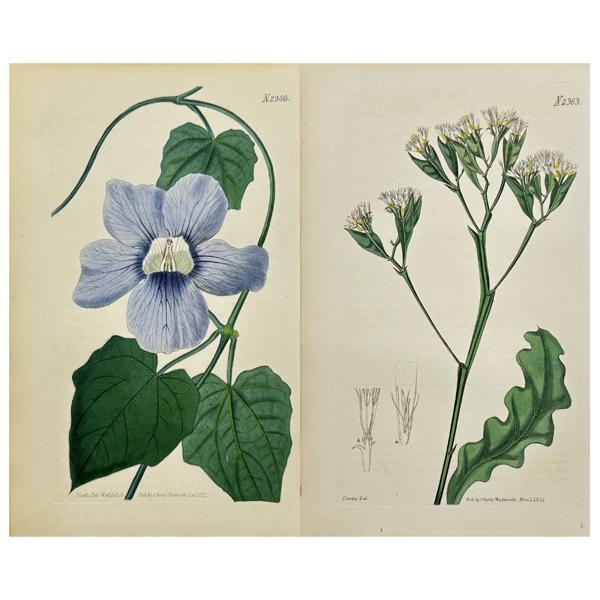 John Curtis (1791–1862)  - Set of 2 Botanical Prints - Bengal Clockvine / Statice aegyptiaca