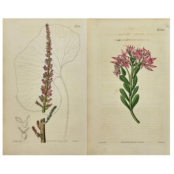 John Curtis (1791–1862)  - Set of 2 Botanical Prints - River Pumpkin / Roze vetkruid