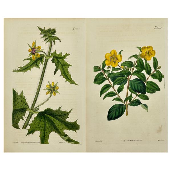 John Curtis (1791–1862)  - Set of 2 Botanical Prints - Hypericum uralum / Loasa acanthifolia