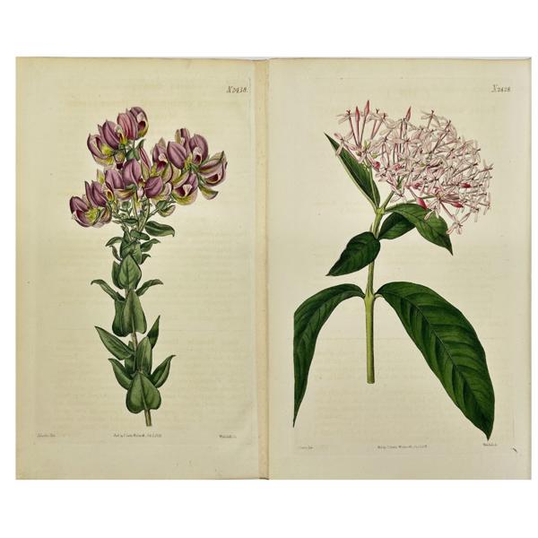 John Curtis (1791–1862)  - Set of 2 Botanical Prints - Ixora chinensis / Gentiana pannonica